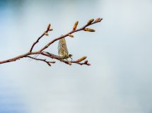 Sjon_00006