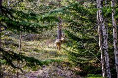 Sjon_00016