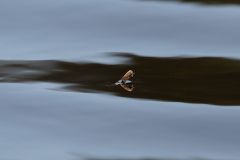 klackandefjadermygga1