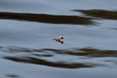 klackandefjadermygga2