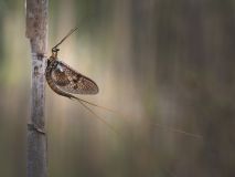 sjosandslandaspinner