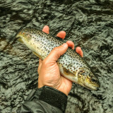 2015_Bystrommen_00020