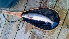 Fiskar_00001
