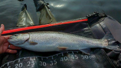 Fiskar_00003