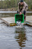 Fiskar_00011