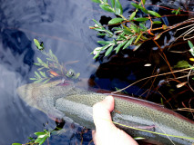 Fiskar_00014