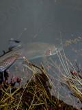 Fiskar_00027
