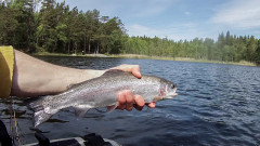 Fiskar_00032