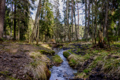 Sjon_00022