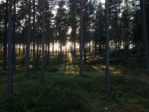 Sjon_00027