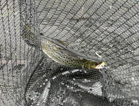 Utö. Fint väder, fina stugor och 1 öring